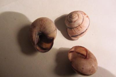 <i>Cepaea nemoralis</i>