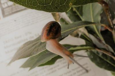 <i>Cornu aspersum</i>
