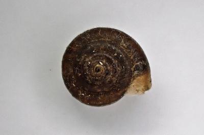 <i>Trochulus hispidus</i>