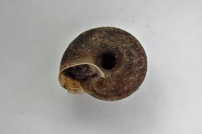 <i>Trochulus hispidus</i>