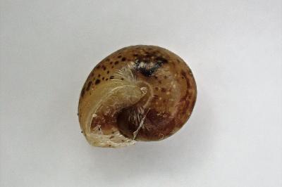 <i>Hygromia cinctella</i>