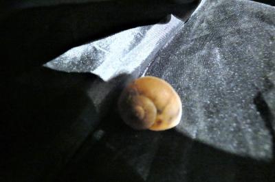 <i>Hygromia cinctella</i>