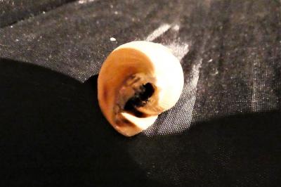 <i>Hygromia cinctella</i>