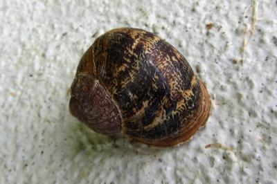 <i>Cornu aspersum</i>