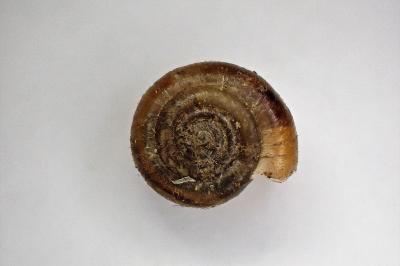 <i>Trochulus hispidus</i>