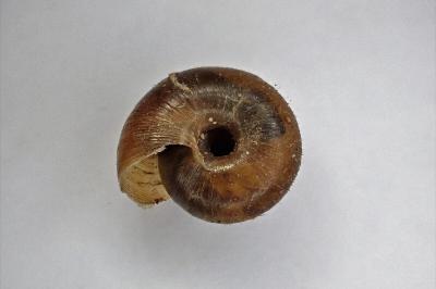 <i>Trochulus hispidus</i>