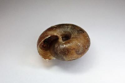 <i>Trochulus hispidus</i>