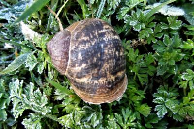 <i>Cornu aspersum</i>