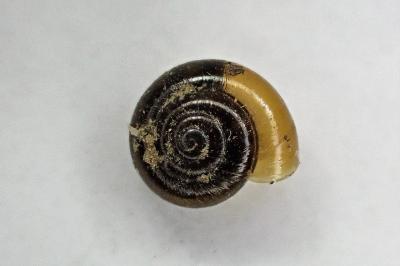 Zonitoides nitidus