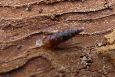 <i>Clausilia bidentata</i>