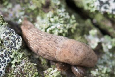 <i>Deroceras reticulatum</i>