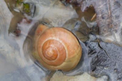 <i>Cepaea nemoralis</i>