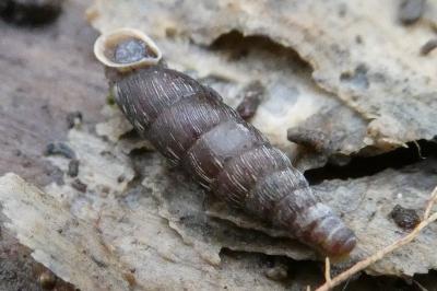 <i>Clausilia bidentata</i>