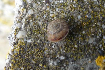<i>Xeroplexa intersecta</i>