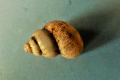 <i>Pomatias elegans</i>