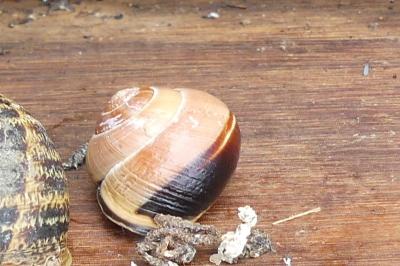 <i>Cepaea nemoralis</i>