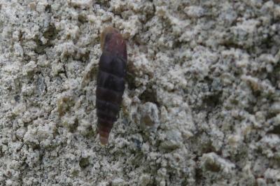 <i>Clausilia bidentata</i>