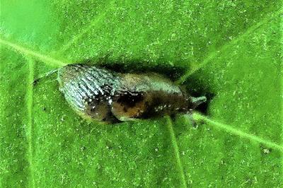 <i>Deroceras laeve</i>