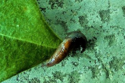 <i>Deroceras laeve</i>