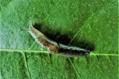<i>Deroceras laeve</i>