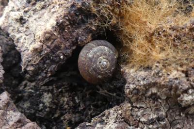 <i>Gonyodiscus rotundatus</i>