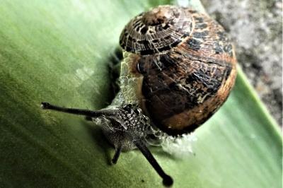 <i>Cornu aspersum</i>