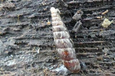 <i>Clausilia bidentata</i>