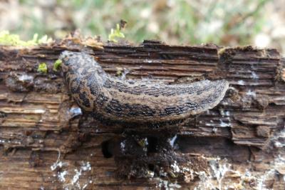 <i>Limax maximus</i>