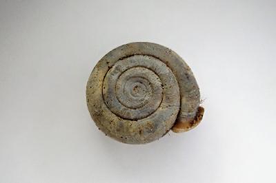 <i>Helicodonta obvoluta</i>