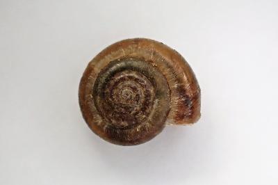 <i>Trochulus hispidus</i>