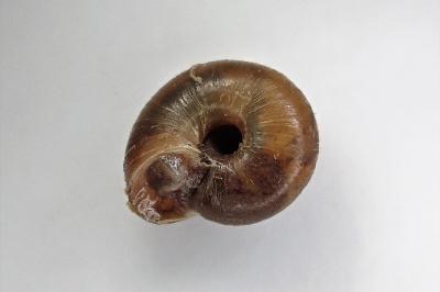 <i>Trochulus hispidus</i>