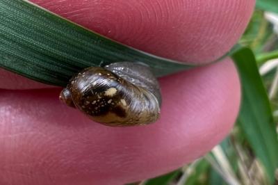 <i>Succinea putris</i>