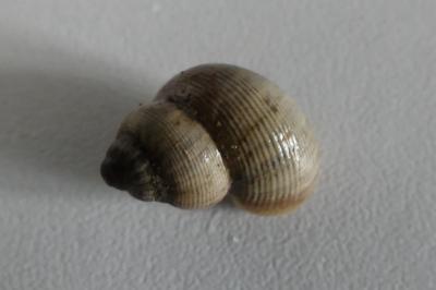 <i>Pomatias elegans</i>