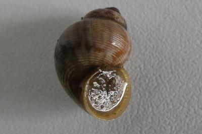<i>Pomatias elegans</i>
