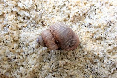 <i>Pomatias elegans</i>