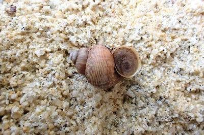 <i>Pomatias elegans</i>