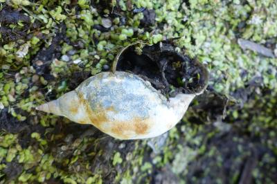 <i>Lymnaea stagnalis</i>