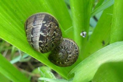 Cornu aspersum