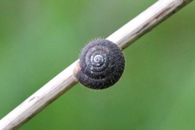 <i>Trochulus hispidus</i>