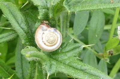 <i>Monacha cartusiana</i>