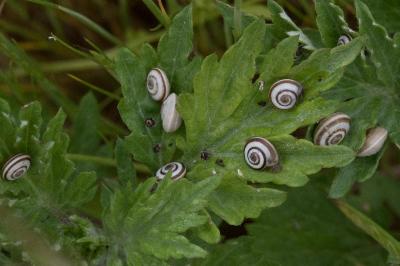 <i>Helicella itala</i>