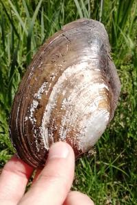 <i>Anodonta</i>