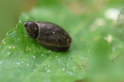 <i>Oxyloma elegans</i>