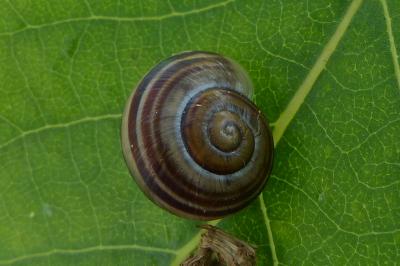 <i>Cepaea nemoralis</i>
