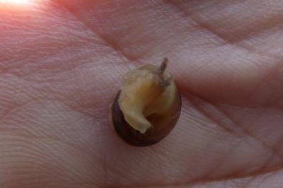 <i>Cepaea nemoralis</i>