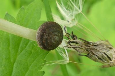 <i>Punctum pygmaeum</i>