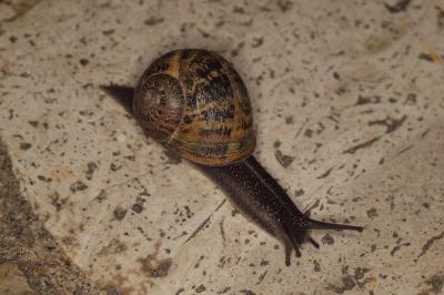 <i>Cornu aspersum</i>