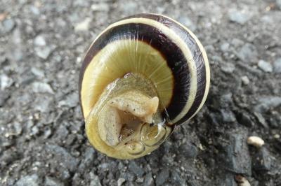 <i>Cepaea nemoralis</i>