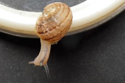 <i>Cornu aspersum</i>