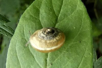 <i>Hygromia cinctella</i>